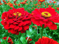 Red Zinnia Flower Seeds for Planting – Heirloom, Non-GMO Bright Bloom Organic Garden Seeds