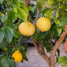 Herb Seeds,Garden seeds, Seeds For Planting,Plant Seeds