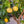 Herb Seeds,Garden seeds, Seeds For Planting,Plant Seeds