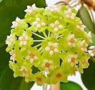 Green Carnosa Flower Seeds for Planting – Low Maintenance, Heirloom, Non-GMO, High Germination Organic Garden Seeds