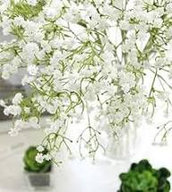 Baby’s-Breath Flower Seeds for Planting – Heirloom, Non-GMO, Bright Blooms, High Germination Organic Garden Seeds