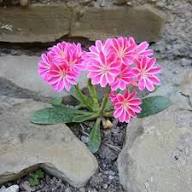 Heirloom Lewisia Flower Seeds for Planting – Non-GMO, Drought Tolerant, High Germination