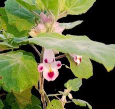 Pink Martynia Flower Seeds for Planting | Heirloom Non-GMO Organic Garden Seeds, Shade Tolerant, High Germination