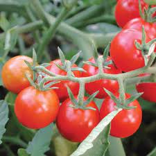 Red Grape Cherry Tomato Vegetable Seeds for Planting – Heirloom & Non-GMO Garden Seeds