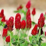 Red Clover Flower Seeds for Planting – Heirloom Non-GMO Seasonal Bloomer Organic Garden Seeds