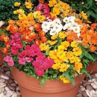 Mixed Carnival Flower Seeds for Planting – Heirloom Non-GMO High Germination Organic Garden Seeds