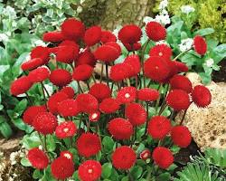 Fresh Blooming Flower Seeds for Planting – Heirloom, Non-GMO, Drought Tolerant Garden Seeds