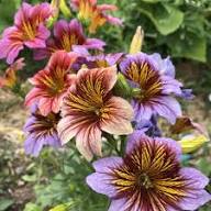 Purple Salpiglossis Flower Seeds for Planting | Heirloom Non-GMO High Germination Organic Garden Seeds