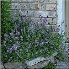 Lavender Munstead Flower Seeds for Planting – Heirloom, Non-GMO, High Germination Organic Garden Seeds