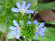 Crassifolia Flower Seeds for Planting – Hardy Variety, Heirloom, GMO Free Organic Garden Seeds