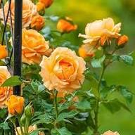 Goldish Yellow Rose Flower Seeds for Planting | Heirloom Non-GMO High Germination Organic Garden Seeds