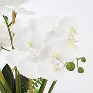 Phalaenopsis Orchid Flower Seeds for Planting – Heirloom Non-GMO High Germination Organic Garden Seeds