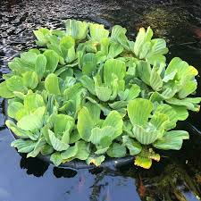 Water Lettuce Seeds for Planting – Heirloom Non-GMO Aquatic Floating Plants – Organic Garden Seeds, High Germination