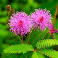 Mimosa Pudica Seeds for Planting – Touch-Me-Not, Lajalu, Sensitive Plant, Heirloom, Non-GMO, High Germination