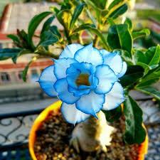 Blue Adenium Bonsai Flower Seeds for Planting | Heirloom Non-GMO High Germination Organic Garden Seeds