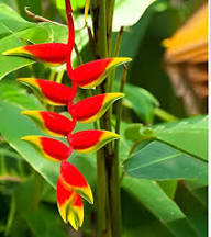 Heliconia Flower Seeds for Planting – Heirloom Non-GMO, High Germination Organic Garden Seeds