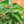 Herb Seeds,Garden seeds, Seeds For Planting,Plant Seeds