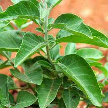 Herb Seeds,Garden seeds, Seeds For Planting,Plant Seeds