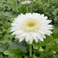 White Gerbera Vanilla Flower Seeds for Planting | Heirloom Non-GMO High Germination Organic Garden Seeds