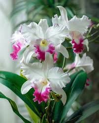 Cattleya Flower Seeds for Planting Light Violet & White – Easy to Grow, Heirloom, Non-GMO, High Germination Organic Garden Seeds