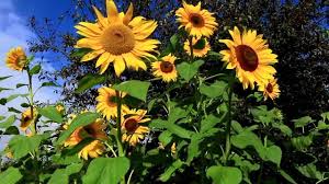 Heirloom Sunflower Flower Seeds – Non-GMO, High Germination Organic Garden Seeds