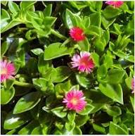 Rose Aptenia Flower Seeds for Planting | Heirloom Non-GMO High Germination Organic Garden Seeds