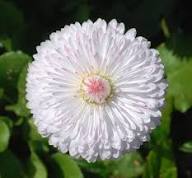 White Bellis Flower Seeds for Planting – Heirloom Non-GMO Cottage Garden Essential Organic Garden Seeds