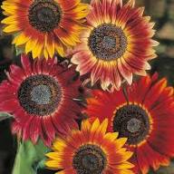 Orange Red SunFlower Seeds for Planting - Fragrant Blossoms, Heirloom & GMO Free Seeds for Home Garden Non-GMO