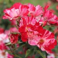 Red & White Climbing Rose Flower Seeds for Planting – Heirloom Non-GMO High Germination Organic Garden Seeds