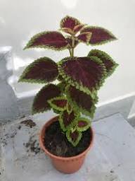 Coleus Flower Seeds for Planting – Heirloom, Non-GMO, High Germination Drought-Tolerant Garden Seeds