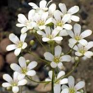 White Blush Saxifraga Flower Seeds for Planting – Seasonal Bloomer, Heirloom, Non-GMO, High Germination Organic Seeds