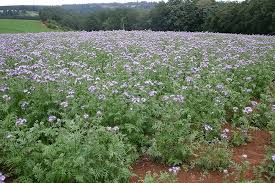 Phacelia Flower Seeds for Planting – Heirloom, Non-GMO, Vibrant Colors Organic Garden Seeds