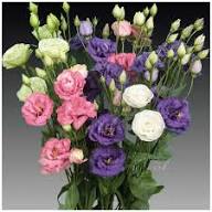 Mixed Lisianthus Sapphire Flower Seeds for Planting – Heirloom, Non-GMO, High Germination Organic Garden Seeds