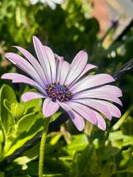 Light Violet Gerbera Flower Seeds for Planting – Heirloom Non-GMO High Germination Organic Garden Seeds