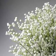 Gypsophila Paniculata Flower Seeds for Planting - Long Bloom Season, Heirloom & Non-GMO Seeds for Home Garden