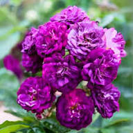 Pink Purple Climbing Rose Flower Seeds for Planting – Heirloom, Non-GMO, High Germination Organic Garden Seeds