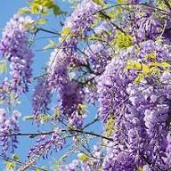 Violet Wisteria Flower Seeds for Planting | Heirloom Non-GMO Organic Garden Seeds, Vibrant Colors, High Germination