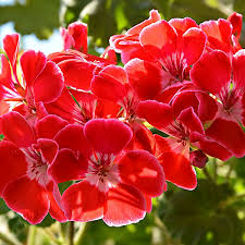 Geranio de Hojas Flower Seeds for Planting – Heirloom Non-GMO, High Germination Organic Garden Seeds