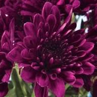 Violet Chrysanthemum Flower Seeds for Planting – Seasonal Bloomer Heirloom Non-GMO Seeds