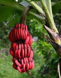 Fruit Seeds,Garden seeds, Seeds For Planting,Plant Seeds