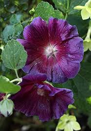 Heirloom Hollyhock Flower Seeds for Planting – Easy to Grow, Non-GMO, High Germination Organic Garden Seeds