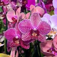 Purple Butterfly Orchid Flower Seeds for Planting – Heirloom Non-GMO, High Germination Organic Garden Seeds