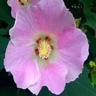Pink Hibiscus Flower Seeds for Planting - Heirloom, Non-GMO, High Germination Organic Garden Seeds