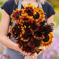 Heirloom Burst Sunflower Seeds – Non-GMO, High Germination Organic Garden Seeds