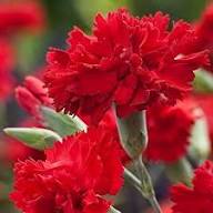 Deep Red Carnation Flower Seeds for Planting | Heirloom Non-GMO High Germination Organic Garden Seeds