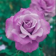 Violet Rose Edge Flower Seeds for Planting | Heirloom Non-GMO High Germination