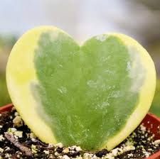 Green Hoya Kerrii Flower Seeds for Planting | Heirloom Non-GMO Organic Garden Seeds