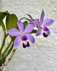 Purple Ascocentrum Flower Seeds for Planting | Heirloom Non-GMO High Germination Organic Garden Seeds
