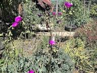 Pink Calandrinia Umbellata Flower Seeds for Planting – Cut Flower Favorite, Heirloom, GMO Free Organic Garden Seeds