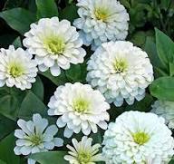 White Oklahoma Flower Seeds for Planting | Heirloom Non-GMO High Germination Organic Garden Seeds